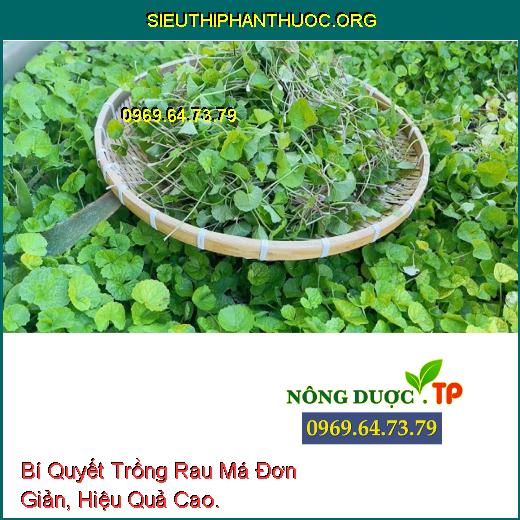 Bí Quyết Trồng Rau Má Đơn Giản, Hiệu Quả Cao.