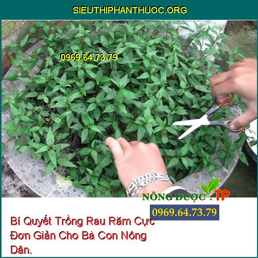 Bí Quyết Trồng Rau Răm Cực Đơn Giản Cho Bà Con Nông Dân.