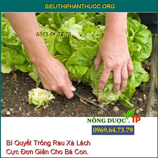 Bí Quyết Trồng Rau Xà Lách Cực Đơn Giản Cho Bà Con.