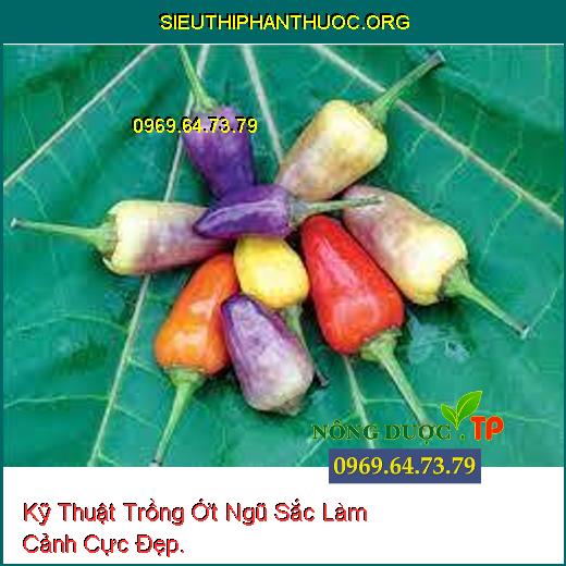 Kỹ Thuật Trồng Ớt Ngũ Sắc Làm Cảnh Cực Đẹp.