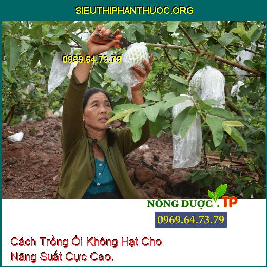 Cách Trồng Ổi Không Hạt Cho Năng Suất Cực Cao.