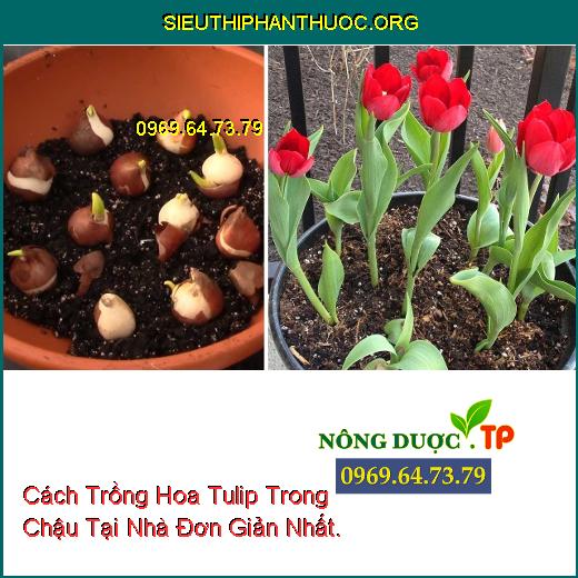 Cách Trồng Hoa Tulip Trong Chậu Tại Nhà Đơn Giản Nhất.