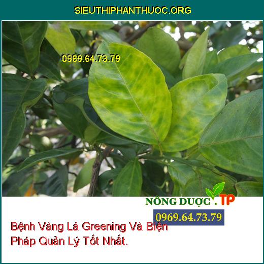 Bệnh Vàng Lá Greening Và Biện Pháp Quản Lý Tốt Nhất.