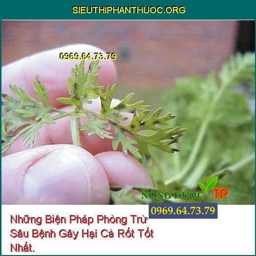 Những Biện Pháp Phòng Trừ Sâu Bệnh Gây Hại Cà Rốt Tốt Nhất.