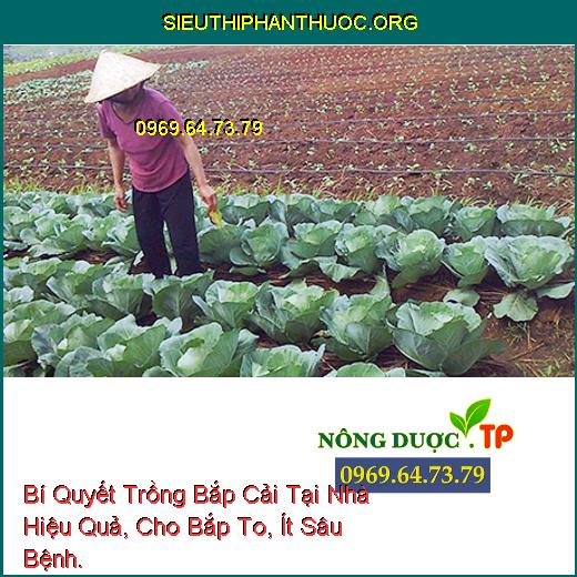 Bí Quyết Trồng Bắp Cải Tại Nhà Hiệu Quả, Cho Bắp To, Ít Sâu Bệnh.