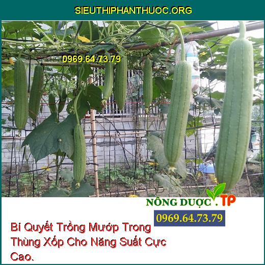 Bí Quyết Trồng Mướp Trong Thùng Xốp Cho Năng Suất Cực Cao.