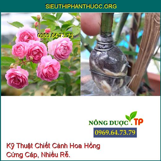 Kỹ Thuật Chiết Cành Hoa Hồng Cứng Cáp, Nhiều Rễ.