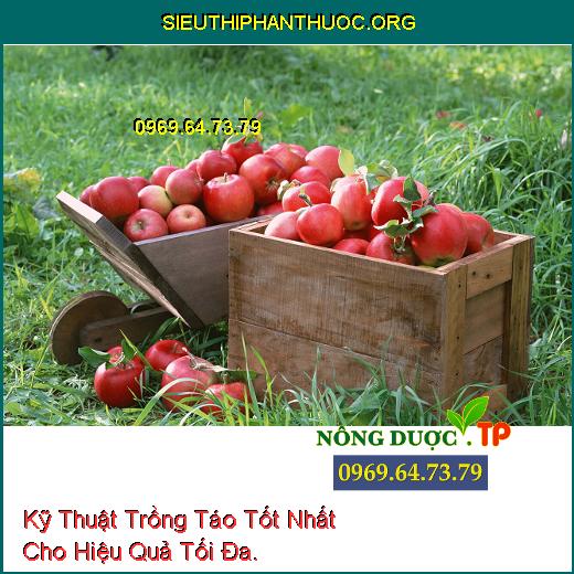 Kỹ Thuật Trồng Táo Tốt Nhất Cho Hiệu Quả Tối Đa.