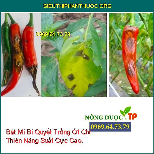 Bật Mí Bí Quyết Trồng Ớt Chỉ Thiên Năng Suất Cực Cao.