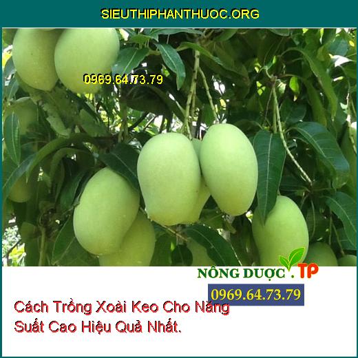 Cách Trồng Xoài Keo Cho Năng Suất Cao Hiệu Quả Nhất.