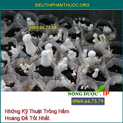 Những Kỹ Thuật Trồng Nấm Hoàng Đế Tốt Nhất.