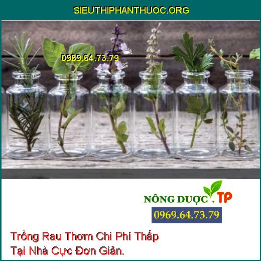 Trồng Rau Thơm Chi Phí Thấp Tại Nhà Cực Đơn Giản.