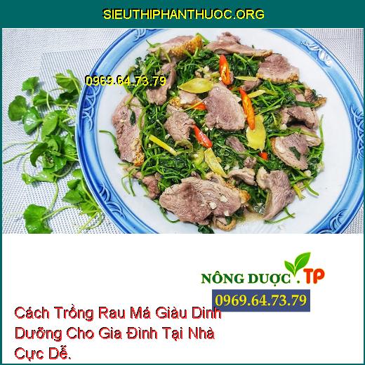 Cách Trồng Rau Má Giàu Dinh Dưỡng Cho Gia Đình Tại Nhà Cực Dễ.