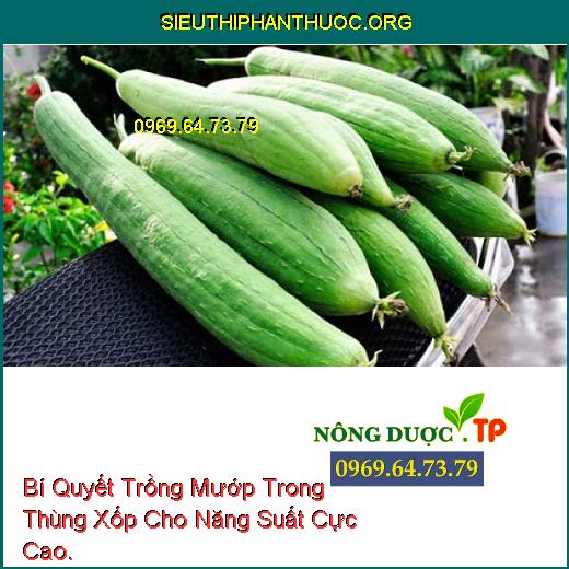 Bí Quyết Trồng Mướp Trong Thùng Xốp Cho Năng Suất Cực Cao.