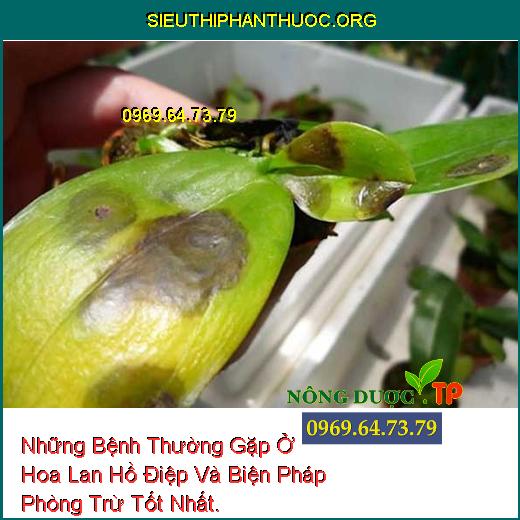 Những Bệnh Thường Gặp Ở Hoa Lan Hồ Điệp Và Biện Pháp Phòng Trừ Tốt Nhất.