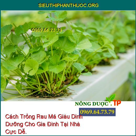 Cách Trồng Rau Má Giàu Dinh Dưỡng Cho Gia Đình Tại Nhà Cực Dễ.