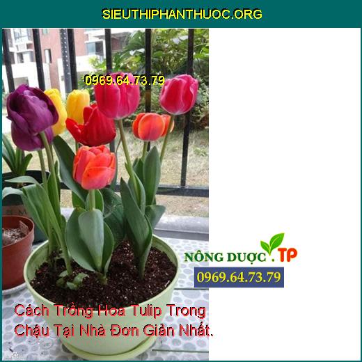 Cách Trồng Hoa Tulip Trong Chậu Tại Nhà Đơn Giản Nhất.