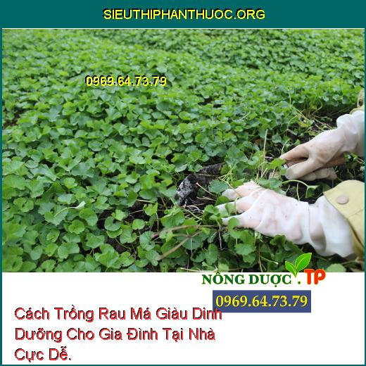 Cách Trồng Rau Má Giàu Dinh Dưỡng Cho Gia Đình Tại Nhà Cực Dễ.