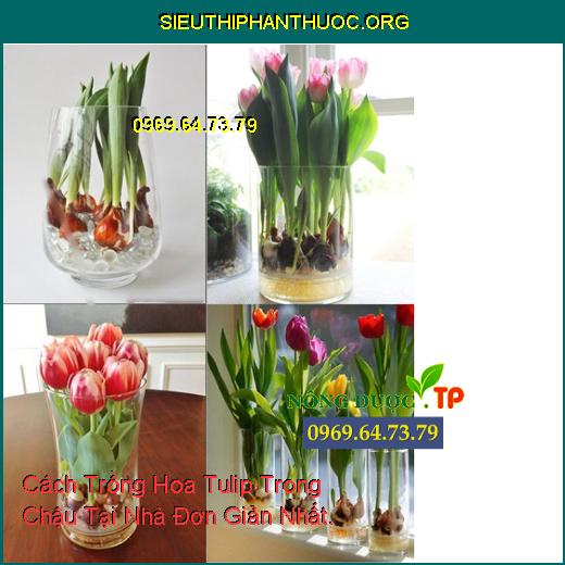 Cách Trồng Hoa Tulip Trong Chậu Tại Nhà Đơn Giản Nhất.