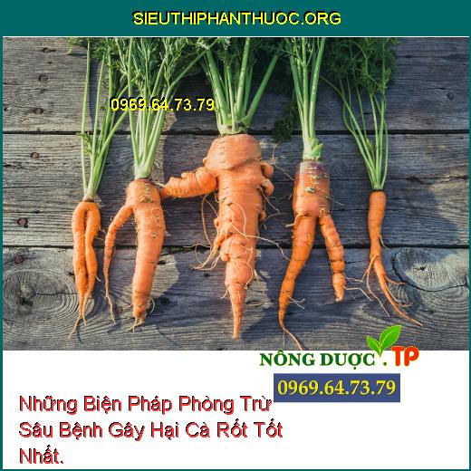 Những Biện Pháp Phòng Trừ Sâu Bệnh Gây Hại Cà Rốt Tốt Nhất.