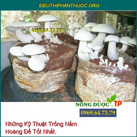 Những Kỹ Thuật Trồng Nấm Hoàng Đế Tốt Nhất.