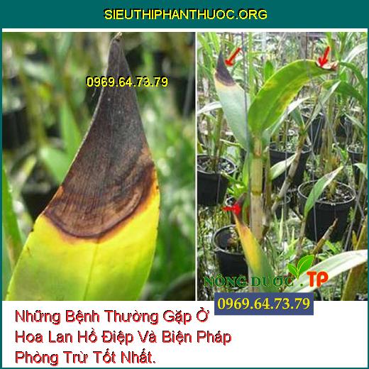 Những Bệnh Thường Gặp Ở Hoa Lan Hồ Điệp Và Biện Pháp Phòng Trừ Tốt Nhất.