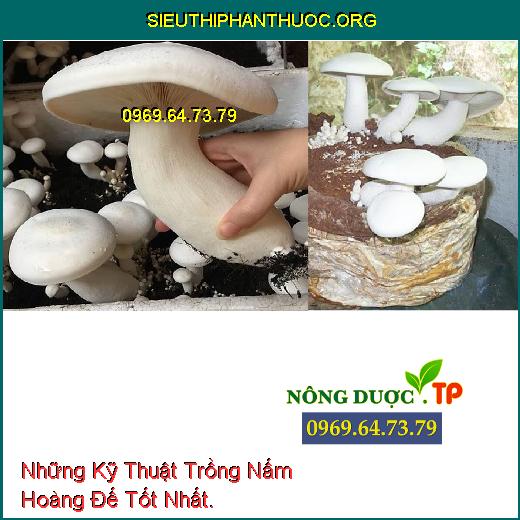 Những Kỹ Thuật Trồng Nấm Hoàng Đế Tốt Nhất.