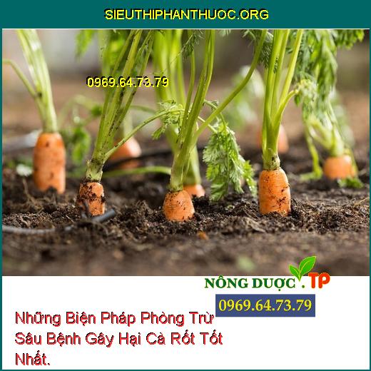 Những Biện Pháp Phòng Trừ Sâu Bệnh Gây Hại Cà Rốt Tốt Nhất.