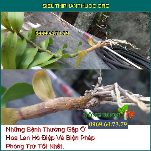 Những Bệnh Thường Gặp Ở Hoa Lan Hồ Điệp Và Biện Pháp Phòng Trừ Tốt Nhất.