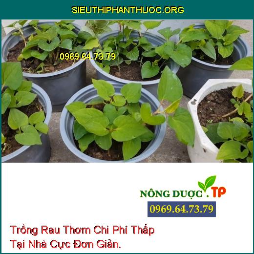 Trồng Rau Thơm Chi Phí Thấp Tại Nhà Cực Đơn Giản.