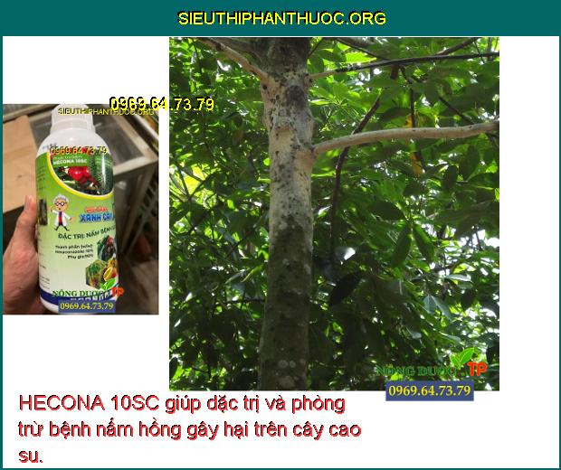 HECONA 10SC giúp dặc trị và phòng trừ bệnh nấm hồng gây hại trên cây cao su.