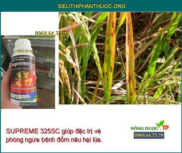 SUPREME 325SC giúp đặc trị và phòng ngừa bệnh đốm nâu hại lúa. 
