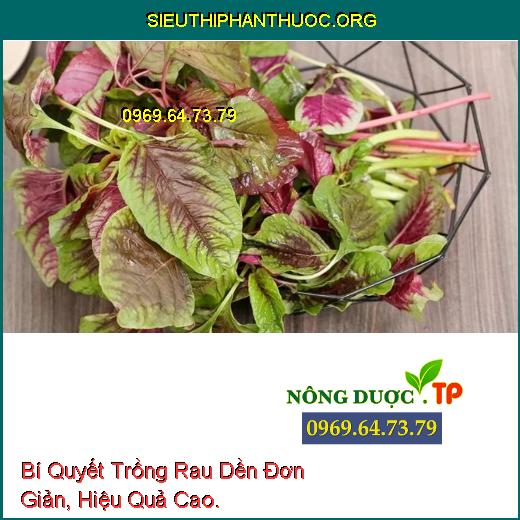 Bí Quyết Trồng Rau Dền Đơn Giản, Hiệu Quả Cao.