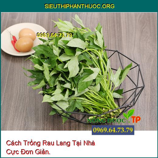 Cách Trồng Rau Lang Tại Nhà Cực Đơn Giản.