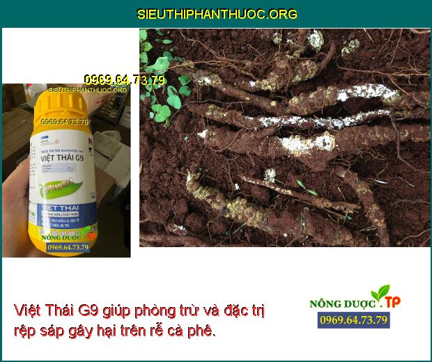 Việt Thái G9 giúp phòng trừ và đặc trị sâu cuốn lá gây hại trên chuối