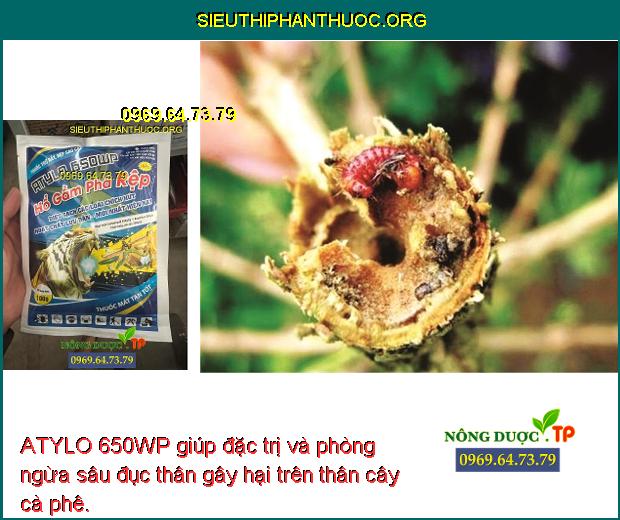 ATYLO 650WP giúp đặc trị và phòng ngừa sâu đục thân gây hại trên thân cây cà phê. 