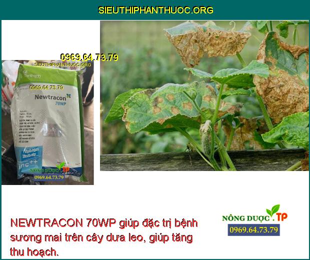 NEWTRACON 70WP giúp đặc trị bệnh sương mai trên cây dưa leo, giúp tăng thu hoạch.