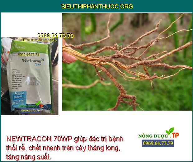 NEWTRACON 70WP giúp đặc trị bệnh thối rễ, chết nhanh trên cây thăng long, tăng năng suất.