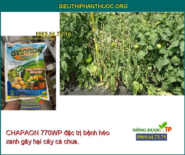 CHAPAON 770WP đặc trị bệnh héo xanh gây hại cây cà chua.