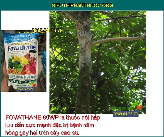 FOVATHANE 80WP là thuốc nội hấp lưu dẫn cực mạnh đặc trị bệnh nấm hồng gây hại trên cây cao su.