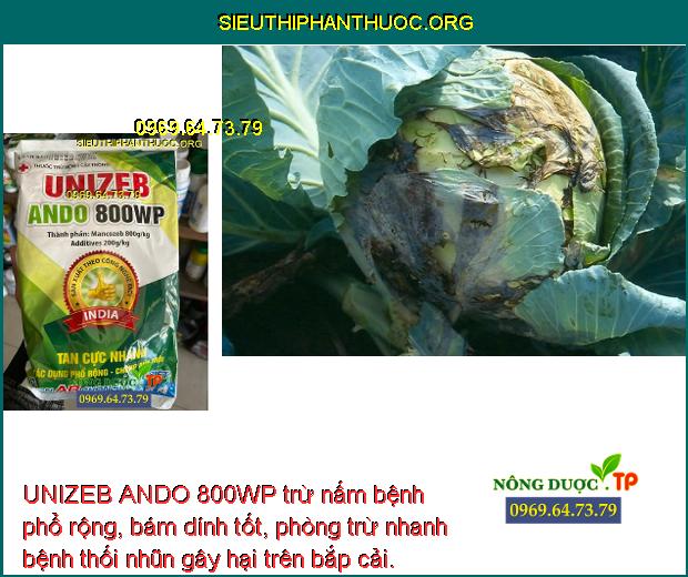 UNIZEB ANDO 800WP trừ nấm bệnh phổ rộng, bám dính tốt, phòng trừ nhanh bệnh thối nhũn gây hại trên bắp cải.