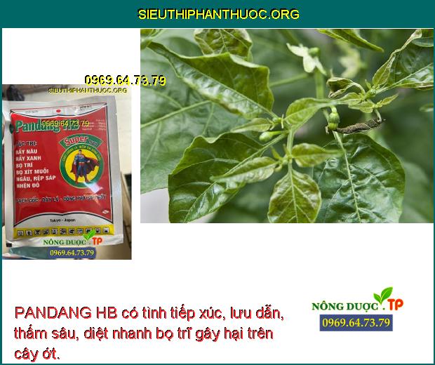 PANDANG HB có tình tiếp xúc, lưu dẫn, thấm sâu, diệt nhanh bọ trĩ gây hại trên cây ớt.