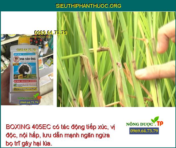 BOXING 405EC có tác động tiếp xúc, vị độc, nội hấp, lưu dẫn mạnh ngăn ngừa bọ trĩ gây hại lúa.
