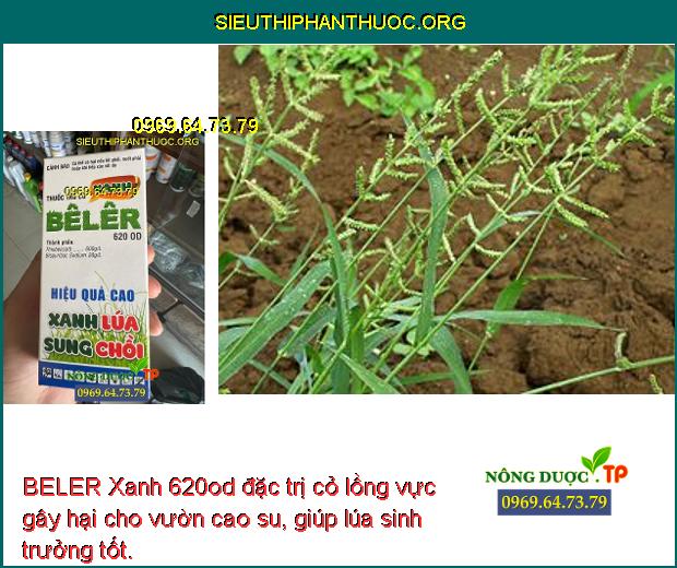 BELER Xanh 620od đặc trị cỏ lồng vực gây hại cho vườn cao su, giúp lúa sinh trưởng tốt.