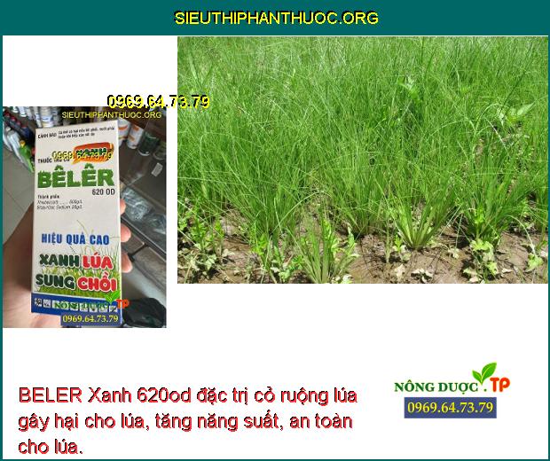 BELER Xanh 620od đặc trị cỏ ruộng lúa gây hại cho lúa, tăng năng suất, an toàn cho lúa.