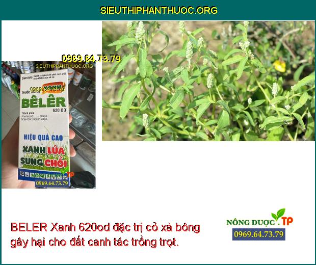 BELER Xanh 620od đặc trị cỏ xà bông gây hại cho đất canh tác trồng trọt.