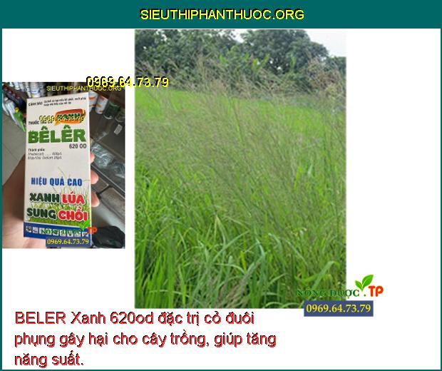 BELER Xanh 620od đặc trị cỏ đuôi phụng gây hại cho cây trồng, giúp tăng năng suất.
