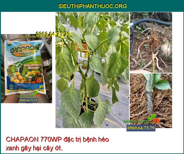 CHAPAON 770WP đặc trị bệnh héo xanh gây hại cây ớt.