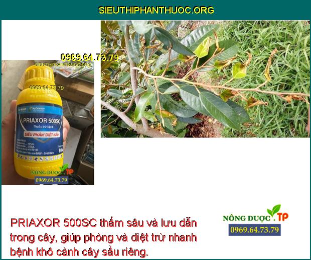 PRIAXOR 500SC thấm sâu và lưu dẫn trong cây, giúp phòng và diệt trừ nhanh bệnh khô cành cây sầu riêng. 