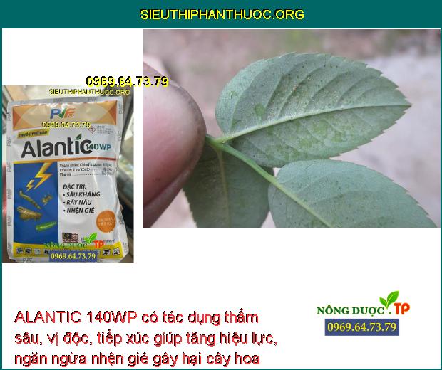 ALANTIC 140WP có tác dụng thấm sâu, vị độc, tiếp xúc giúp tăng hiệu lực, ngăn ngừa nhện gié gây hại cây hoa hồng.